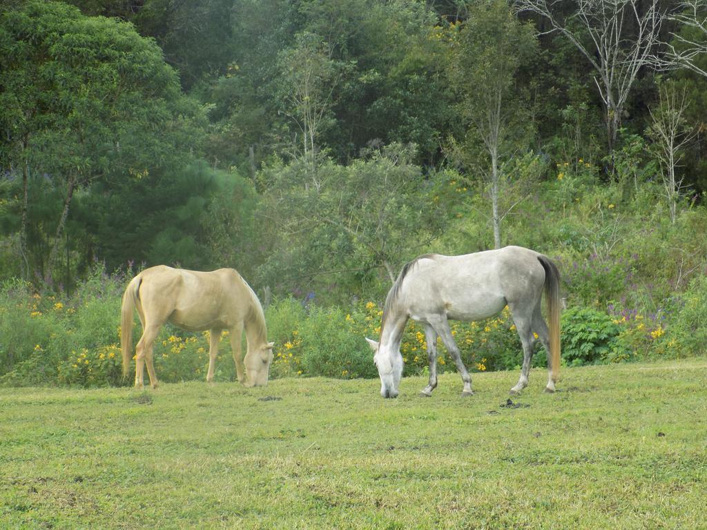 Rancho Hostal La Escondida Eco Park Teopisca Dış mekan fotoğraf