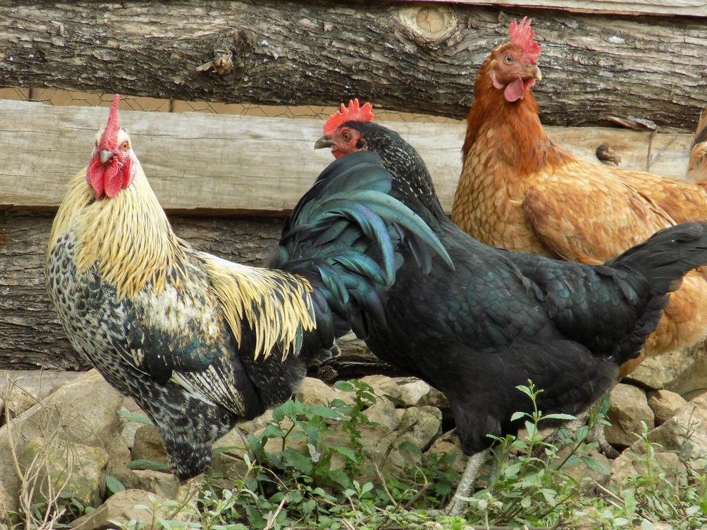 Rancho Hostal La Escondida Eco Park Teopisca Dış mekan fotoğraf