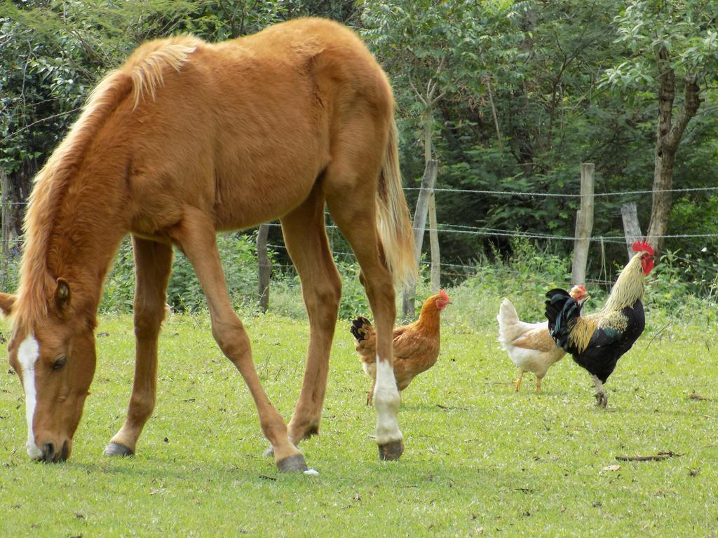 Rancho Hostal La Escondida Eco Park Teopisca Dış mekan fotoğraf