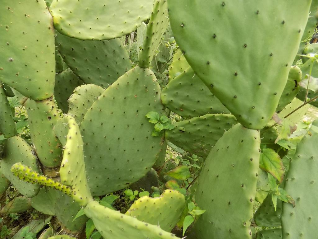 Rancho Hostal La Escondida Eco Park Teopisca Dış mekan fotoğraf